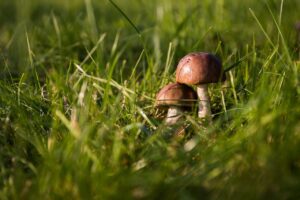 “Magic Mushrooms: 5 Techniques for Long-lasting Potency”