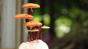 “Discover Reishi Mushroom Supplement Benefits – The Super 6!”