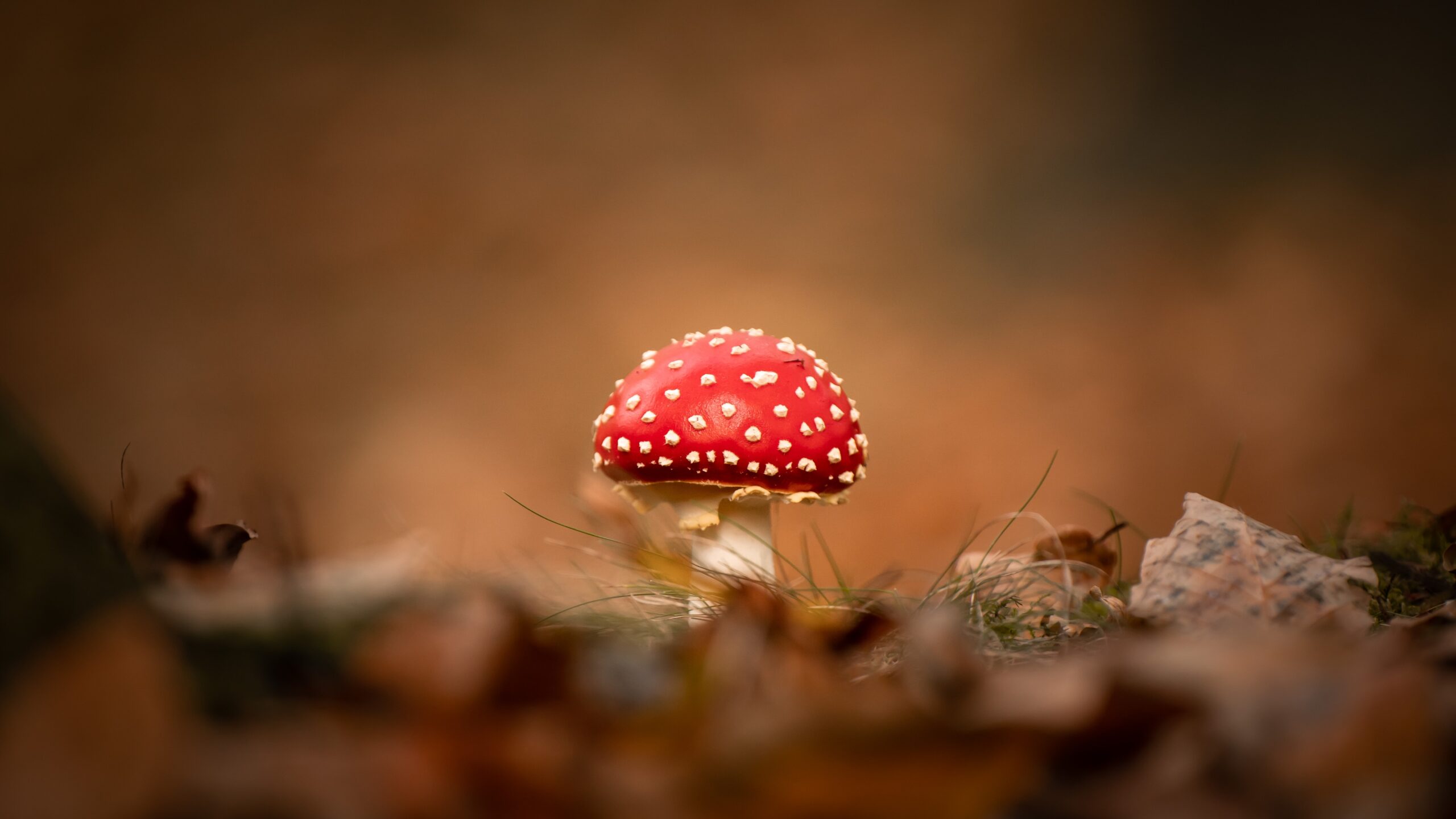 Polka Dot Magic Mushroom