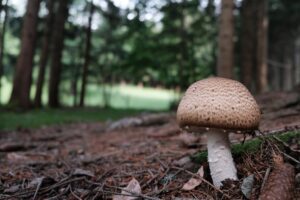 Agaricus Blazei and Poria: Uncovering Nature’s Hidden Mushroom Treasures