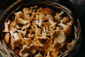 Uncovering the Secrets of Mushroom Supplements: Your Questions Answered