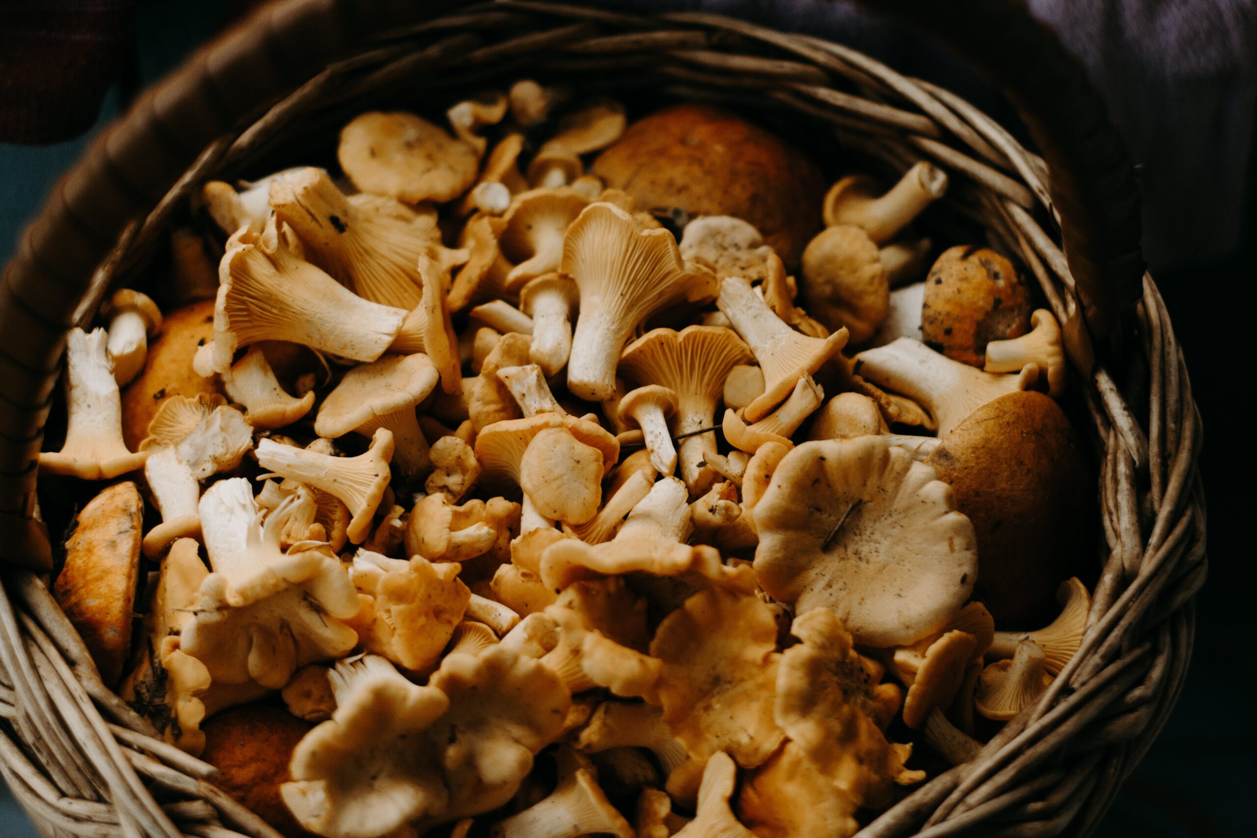 Secrets of Mushroom Supplements