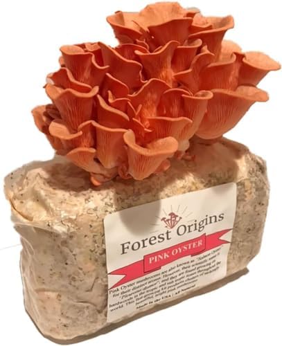Forest Origins Pink Oyster Mushroom Grow Kit