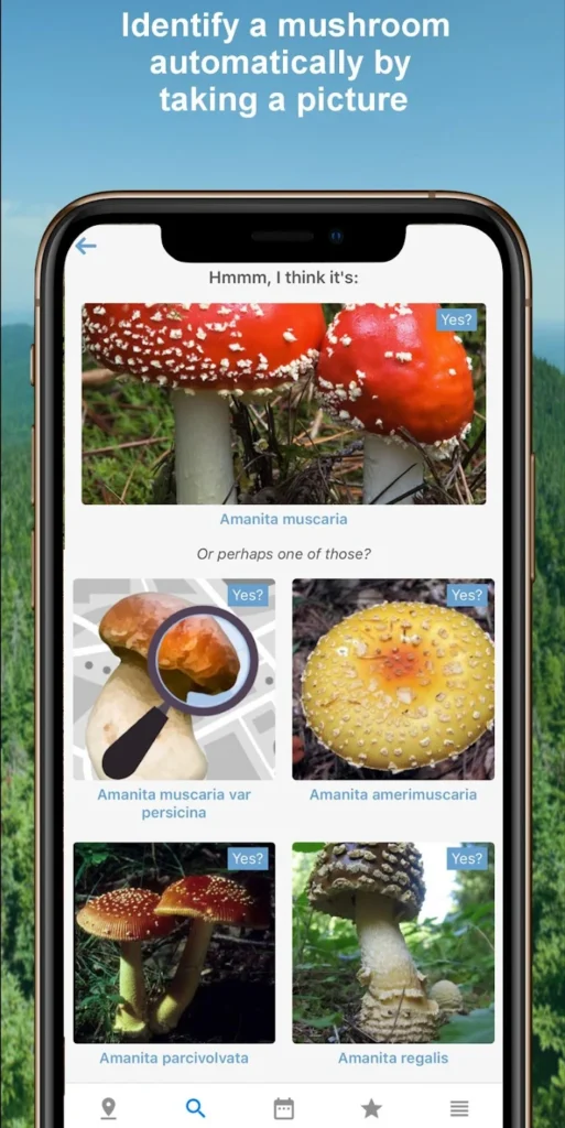 Mushroom Identify - Automatic
