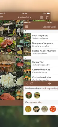 Mushroom LITE - Field Guide