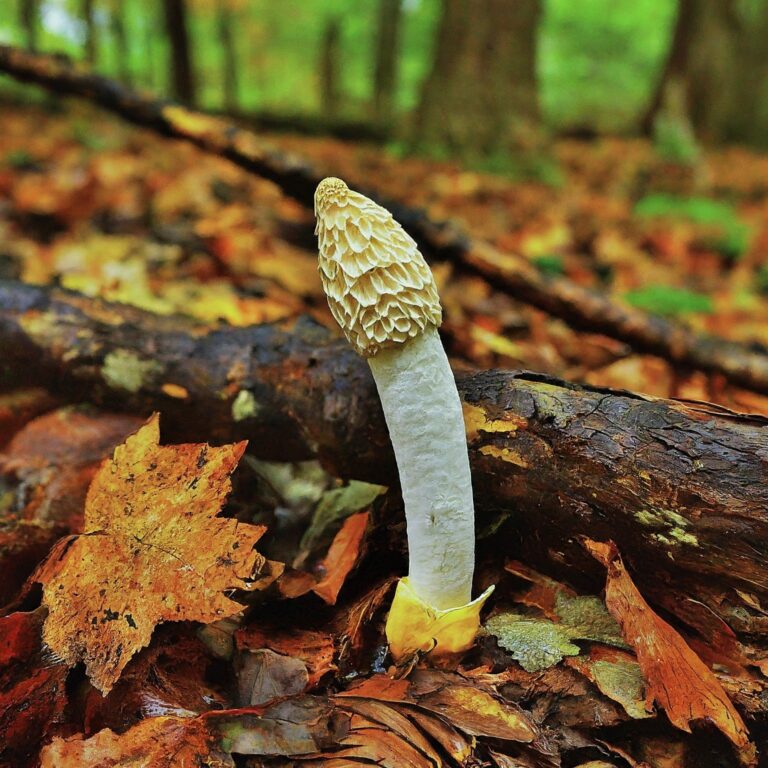Stinkhorn mushrooms
