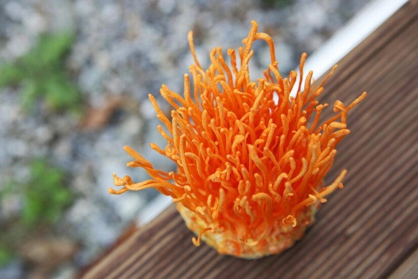 Close-up of Cordyceps and Lion's Mane mushrooms on a wooden surface