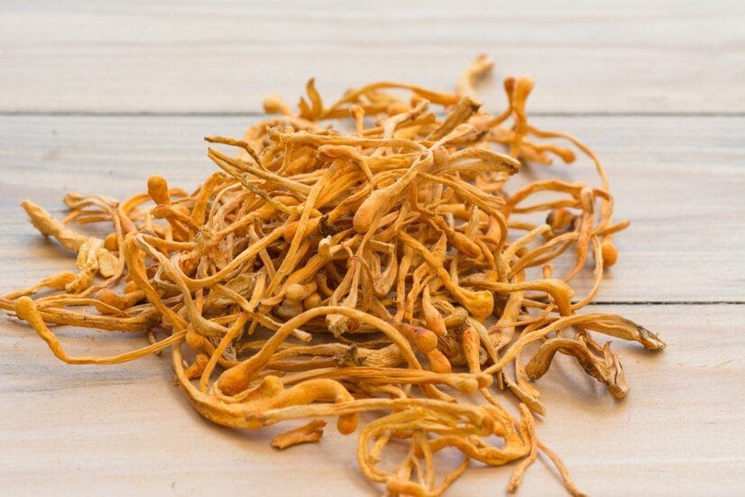 Close-up of Cordyceps and Lion's Mane mushrooms